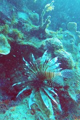 Naklejka na ściany i meble Scorpion fish swimming through coral reef