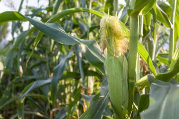 Ripe corn cob on the plantation. Agronomy and crop production .