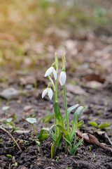 Snowdrops. First spring flower blossom, close up.