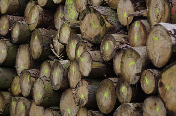 Holzstapel