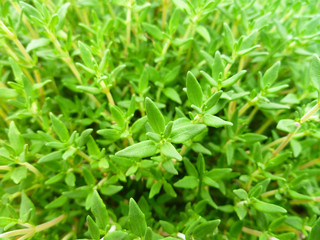 Fresh green thyme plant growing in a herb garden. Breckland Thyme, Thymus serpyllum, Thymus vulgaris, Common Thyme, Whole thyme. Selective focus, closeup, still life.
