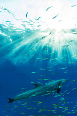 Naklejka premium dolphin swim