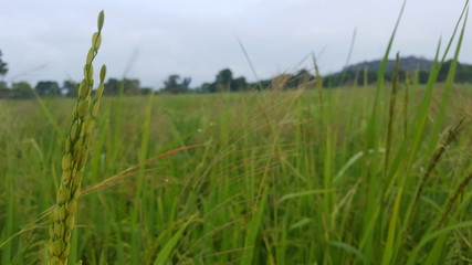 grass and sky