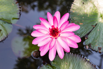 Beautiful pink lotus flower, nature concept background, spring or summer garden, outdoor day light,...