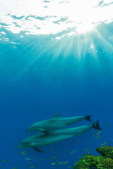Fototapeta na wymiar dolphin swim