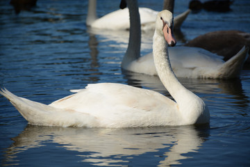Obraz premium VALLEJO, CALIFORNIA, USA - AUGUST 13, 2019: Ducks and swans in Lake Chabot in Dan Foley Park