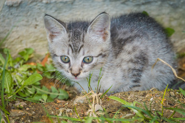 Naklejka na ściany i meble Grey tabby kitten outdoors