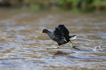 Common Moorhen on the water. Her Latin name is Gallinula chloropus.