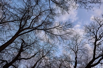 Bare trees branches blue sky