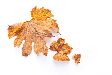 Dry brown leaves isolate on white background, fall season concept