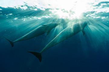 Fototapeta premium dolphin swim