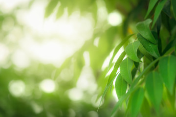 Natural green leaves on bokeh and sun light with copy space. Beautiful green nature background. Safe world and ecology concept.