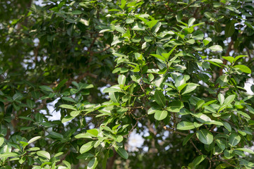 Natural green leaves and twigs on bokeh and sun light. Beautiful green nature background. Safe world and ecology concept.