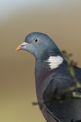 Portrait of Common Woodpigeon. His Latin name is Columba palumbus.