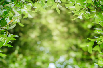 Fototapeta na wymiar Natural green leaves on bokeh and sun light with copy space. Beautiful green nature background. Safe world and ecology concept.