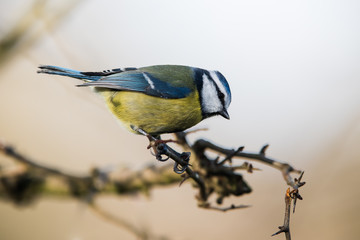 Blue Tit in his environment. Her Latin name is Cyanistes caeruleus.