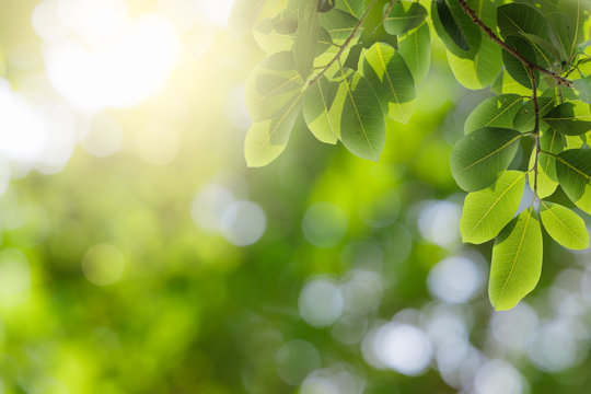 Natural green leaves on bokeh and sun light with copy space. Beautiful green nature background. Safe world and ecology concept.