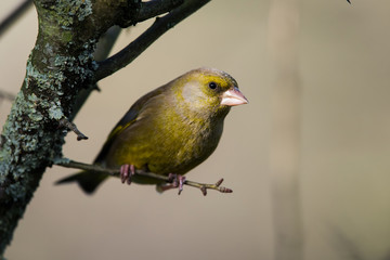 Male of European Greenfinch in winter. His Latin name is Chloris chloris.
