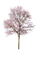 Isolated of beautiful Inthanin tree or Lagerstroemia macrocarpa have all the pink flowers on white background.