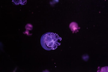 Obraz na płótnie Canvas Cannonball jellyfish in the dark water.