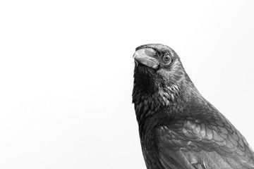 High Key Crow