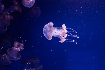 Obraz na płótnie Canvas Australian spotted jellyfishes in the water.