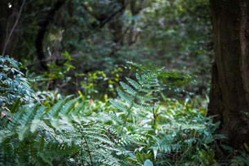 シダ植物が生い茂る雑木林