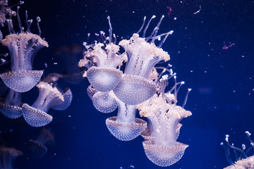 Obraz premium Australian spotted jellyfishes in the water.