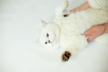White cat blue eyes holidays care hands playing