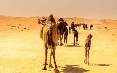 a caravan of camels making their way through the desert, naturally and instinctually navigating...