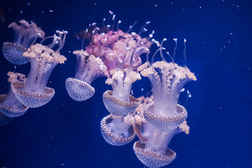 Australian spotted jellyfishes in the water.