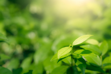 Natural green leaves on bokeh and sun light with copy space. Beautiful green nature background. Safe world and ecology concept.