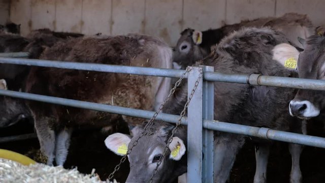 Domestic Cows With Ear Tag Inside Barn