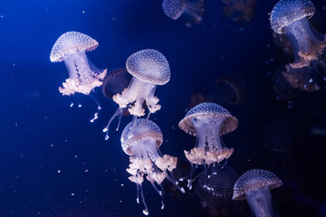 Australian spotted jellyfishes in the water.