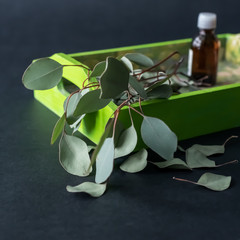 Natural eucalyptus essential oil for herbal medicine with organic eucalyptus leaves on a green tray