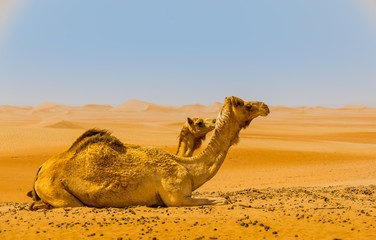 two big camels in the desert relaxing in heat of the sun in the background you can see sand dunes 