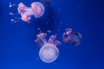 Australian spotted jellyfishes in the water.