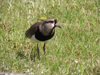 Naklejka premium Southern Lapwing - Vanellus chilensis - Environmental preservation allows the observation of wild birds within the city limits