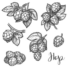 Hops plant cones sketch, beer brewing ingredient