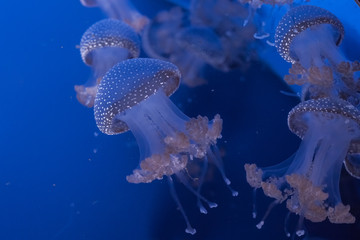Australian spotted jellyfishes in the water.