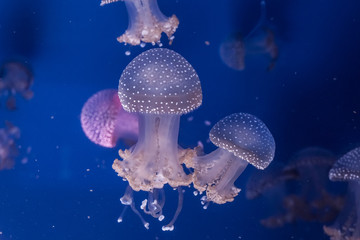 Naklejka premium Australian spotted jellyfishes in the water.