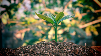 Avocado seedlings growing in the morning sunshine