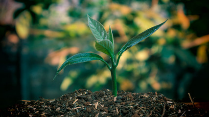 Avocado seedlings growing in the morning sunshine