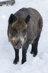 a wilde boar during winter looking for food
