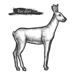 Roe deer sketch, wild animal line hatching