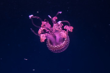 Australian spotted jellyfishes in the water. © silkstocking