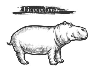 Hippopotamus sketch, African zoo wild animal
