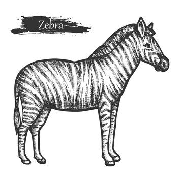 Zebra sketch, zoo and African jungle wild animal