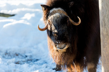 european bison during winter time