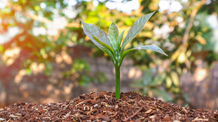 Avocado seedlings growing in the morning sunshine